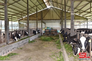 'Thương hiệu sữa Amifarm Mộc Châu
