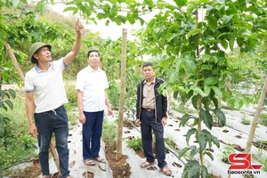 'Nhân rộng mô hình kinh tế hiệu quả