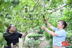 'Tập trung chăm sóc cây bưởi thời kỳ quả non