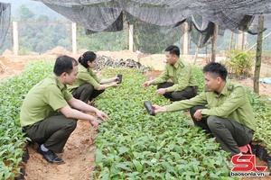 'Quyết liệt các giải pháp giữ xanh những cánh rừng