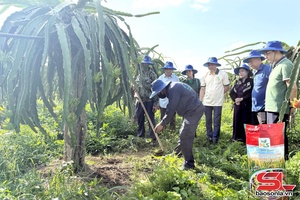 'Xây dựng chuỗi liên kết sản xuất và tiêu thụ thanh long