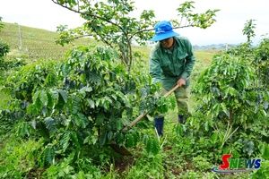 Chiềng Sung phát triển cây cà phê gắn với sinh kế bền vững