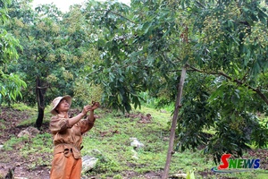 'Phát triển kinh tế thúc đẩy xây dựng nông thôn mới