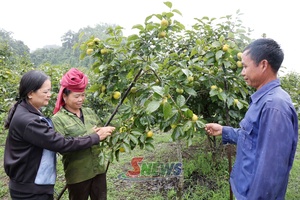 'Phiêng Cằm khai thác tiềm năng phát triển kinh tế