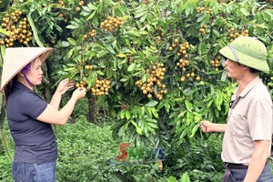 'Nâng tầm giá trị quả nhãn Sơn La
