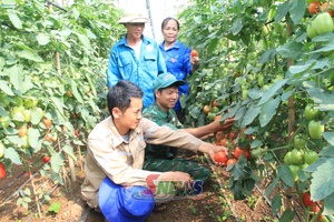 Hiệu quả từ mô hình chi hội nông dân nghề nghiệp