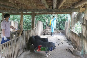 'Kiểm soát dịch bệnh khi tái đàn lợn