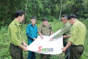 'Giữ màu xanh những cánh rừng