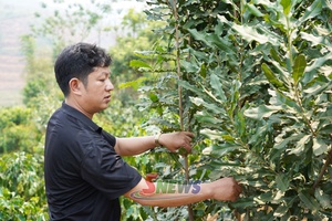 'Sản xuất bền vững ở Mường Bám