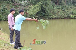 'Phát triển mô hình nuôi cá ao hiệu quả
