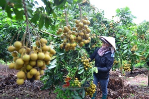 'Lóng Phiêng làm giàu từ cây nhãn