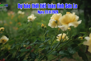 'Dự báo thời tiết toàn tỉnh Sơn La ngày 23/8/2026