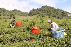 'Tạo sinh kế bền vững cho đồng bào dân tộc thiểu số
