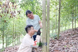 'Triển vọng từ những đồi quế ở Mường Khiêng