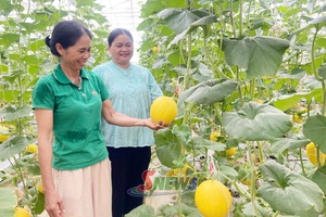 'Phù Yên phát triển nông nghiệp hữu cơ