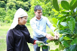 Đa dạng hóa sinh kế, hướng tới giảm nghèo bền vững