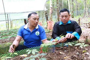 'Triển vọng trồng sâm Ngọc Linh ở Xím Vàng