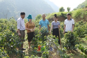 'Nậm Ty chuyển đổi cơ cấu cây trồng