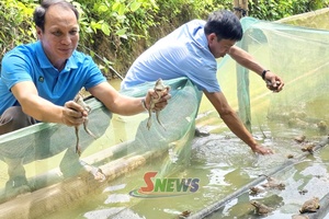 'Đảng viên xã Đoàn Kết tiên phong phát triển kinh tế