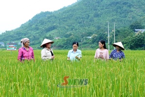 'Gia Phù hướng tới sản xuất lúa hữu cơ