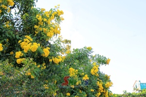 'Dịu dàng tháng mười