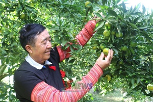 'Người gieo trái ngọt trên đất dốc