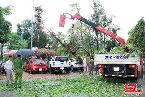 Cây móc và cây xanh bật gốc đè trúng ô tô trong khuôn viên Khách sạn Sơn La
