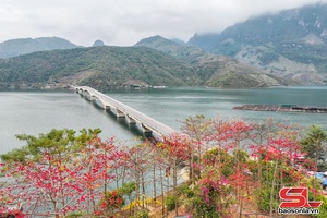 'Rực rỡ sắc đỏ hoa gạo bên lòng hồ sông Đà