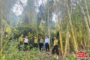 'Giữ màu xanh rừng Đặc dụng – Phòng hộ Thuận Châu