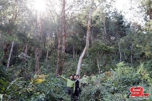 'Sơn La giữ rừng mùa khô hanh