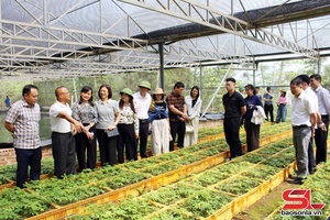 'Sâm Ngọc Linh - biến “quốc bảo” thành “sinh kế”