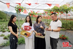 Mô hình nông nghiệp gắn với du lịch trải nghiệm tiêu biểu