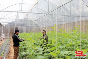 Chiềng La định hướng sản xuất hàng hóa