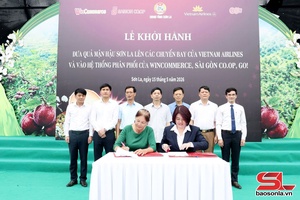 'Mận hậu Sơn La lên máy bay, vào hệ thống bán lẻ toàn quốc