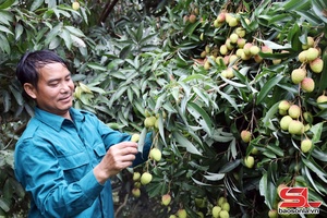 'Mường Bú mùa vải chín