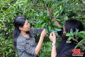 'Ngát hương chè Tà Xùa