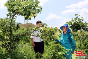 'Chiềng Sung phát huy thế mạnh nông nghiệp