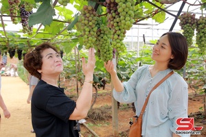 'Trải nghiệm mùa nho chín trên cao nguyên