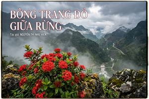 Bông trang đỏ giữa rừng