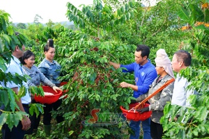 'Đồng hành cùng hợp tác xã do phụ nữ làm chủ