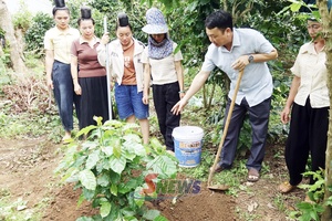 'Phát triển cà phê gắn với bảo vệ rừng, đáp ứng tiêu chuẩn xuất khẩu
