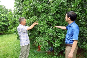 'Đa dạng cây trồng, nâng cao hiệu quả sản xuất