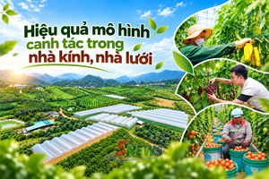 'Hiệu quả mô hình canh tác trong nhà kính, nhà lưới