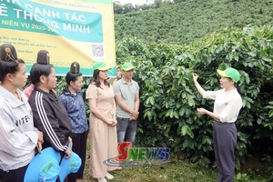 'Tổng kết mô hình canh tác cà phê thông minh thích ứng với biến đổi khí hậu
