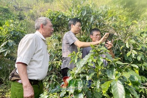 Nâng cao năng lực khảo sát, thu thập dữ liệu vùng trồng cà phê tuân thủ quy định EUDR tại xã Muổi Nọi
