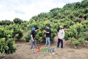 'Nông dân Chiềng Khoong tất bật chăm sóc nhãn chín sớm