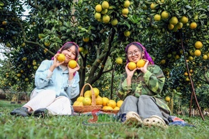 'Phiêng Khoài vào mùa cam Navel
