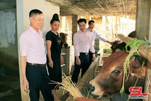 Thuận Châu giải quyết việc làm cho lao động nông thôn