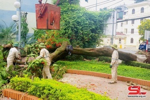 Phòng tránh thiệt hại do cây xanh đô thi gãy, đổ trong mùa mưa bão