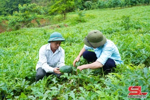 'Cây dưa trên đồng đất Tân Lang